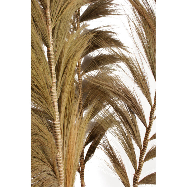 tropical feuillage