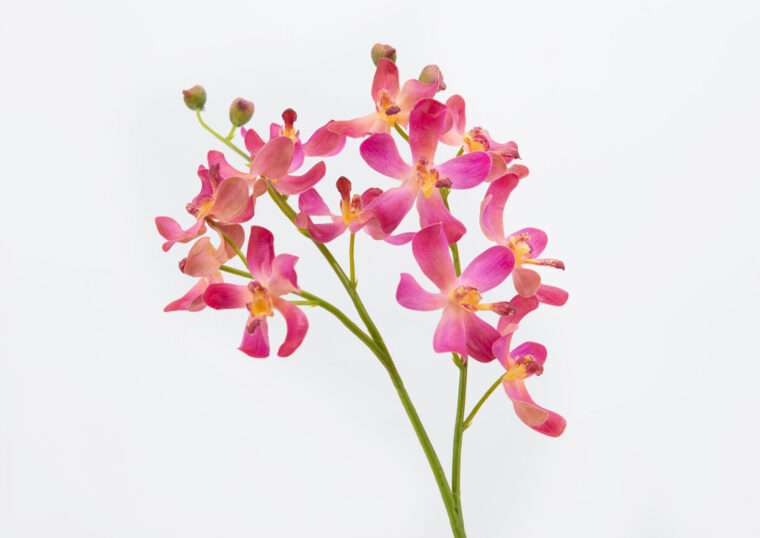 ORCHI VANDA LAMELLATA fleurs artificielles réalistes bouquets