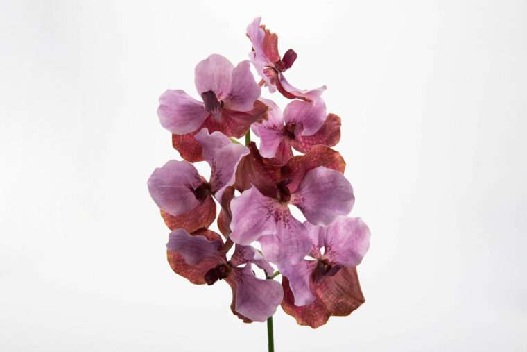 VANDA ROTHSCHIL DIANA fleurs artificielles