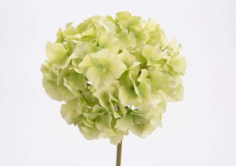 HORTENSIA ALTONA vert fleurs artificielles bouquet