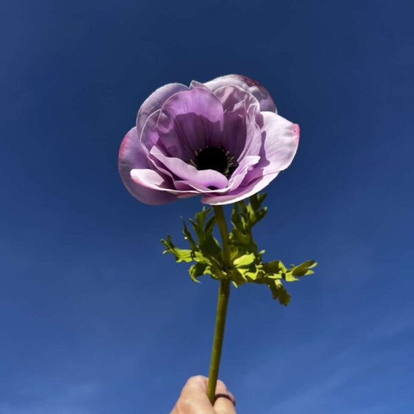 ANEMONE COURONNE REALITY Mauve H 44cm