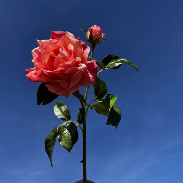 ROSE MELODY REALITY corail H 53 cm