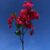 BOUGAINVILLIER MODESTA H 80 cm