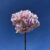 HORTENSIA ALTONA parme H 48 cm