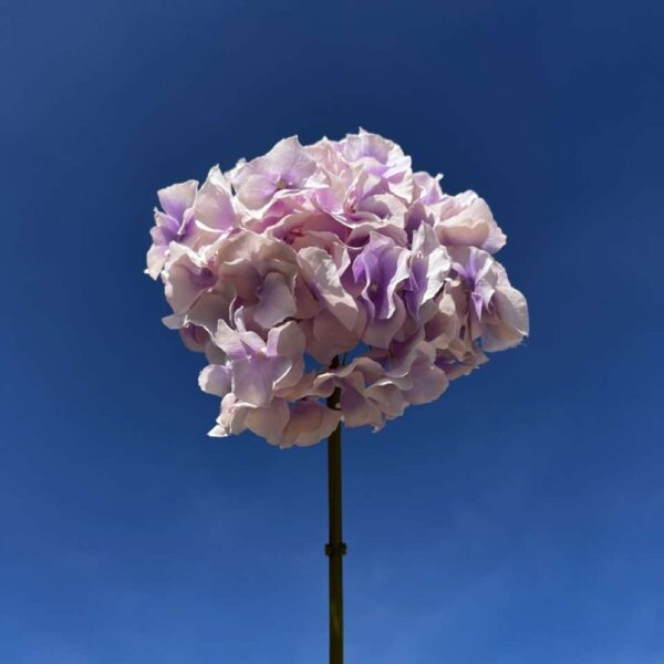 HORTENSIA ALTONA parme H 48 cm