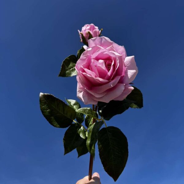 ROSE MELODY REALITY candy H 53 cm