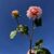 DAHLIA POMPON corail clair H 51 cm