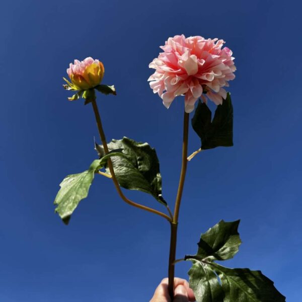 DAHLIA POMPON corail clair H 51 cm