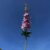 DELPHINIUM REALITY H 71 cm