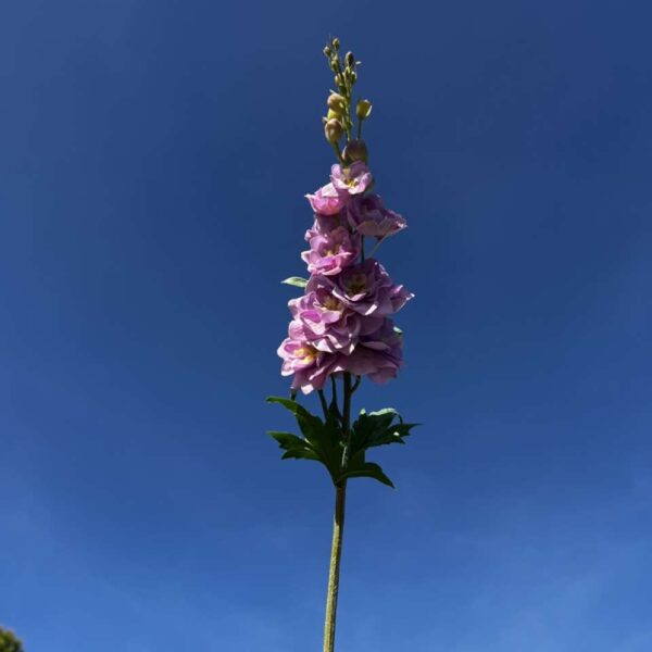 DELPHINIUM REALITY H 71 cm