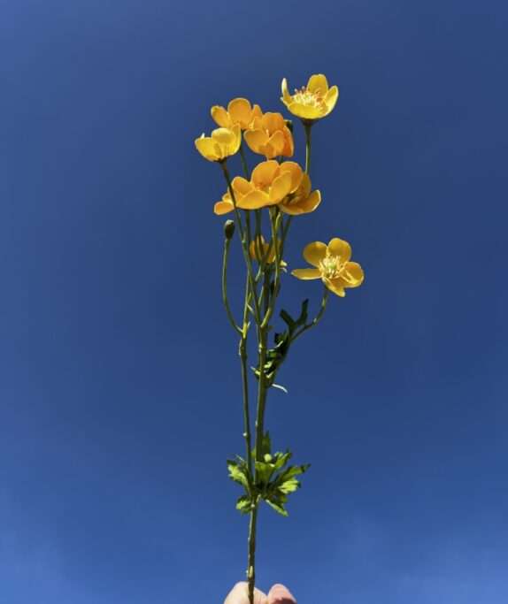bouton d'or fleurs artificielles bouquets