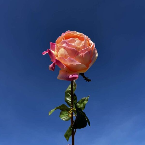 ROSE CAPELLA H 52 cm