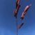 TIGE THEA BORDEAUX H 120 cm