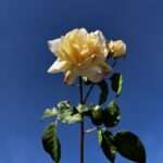 rose melody fleurs artificielles bouquet