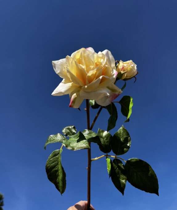 rose melody fleurs artificielles bouquet