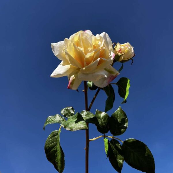 ROSE MELODY REALITY H 53 cm