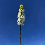 KNIPHOFIA JADE fleurs artificielles bouquet