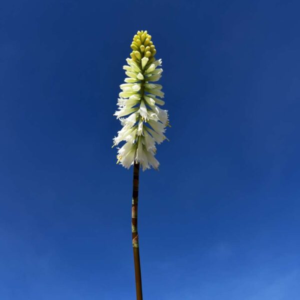 KNIPHOFIA JADE H 71 cm
