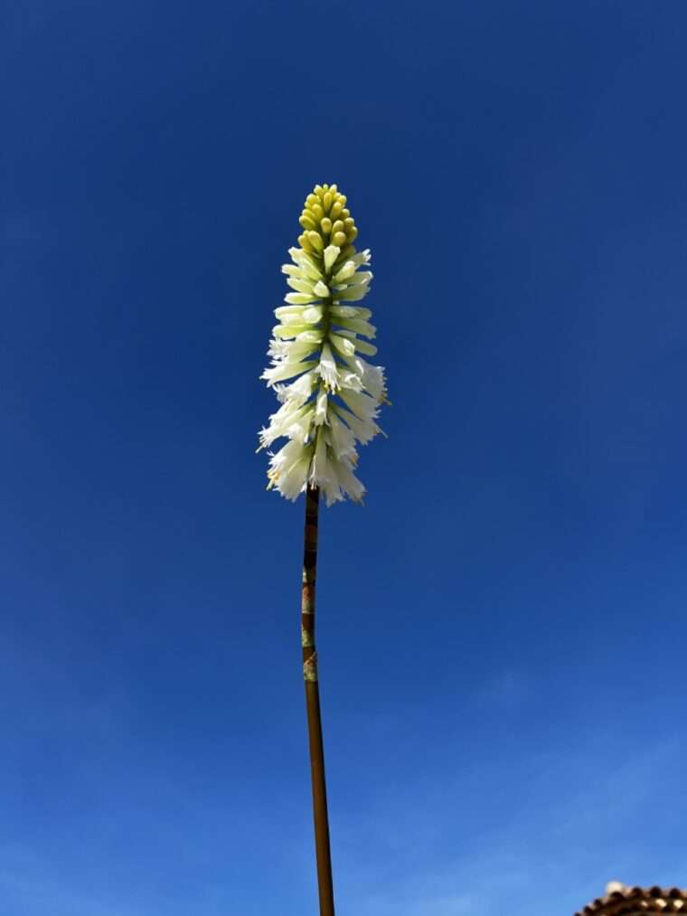 KNIPHOFIA JADE fleurs artificielles bouquet