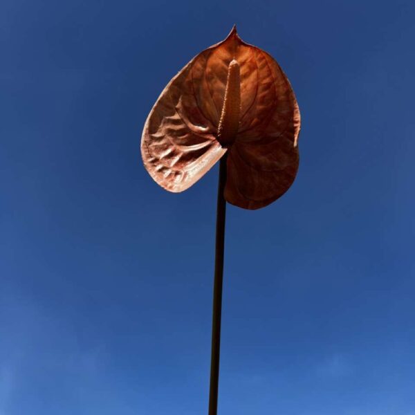 ANTHURIUM ALICIA H 66cm
