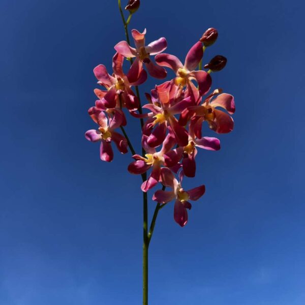 ORCHI VANDA LAMELLATA H 60 cm