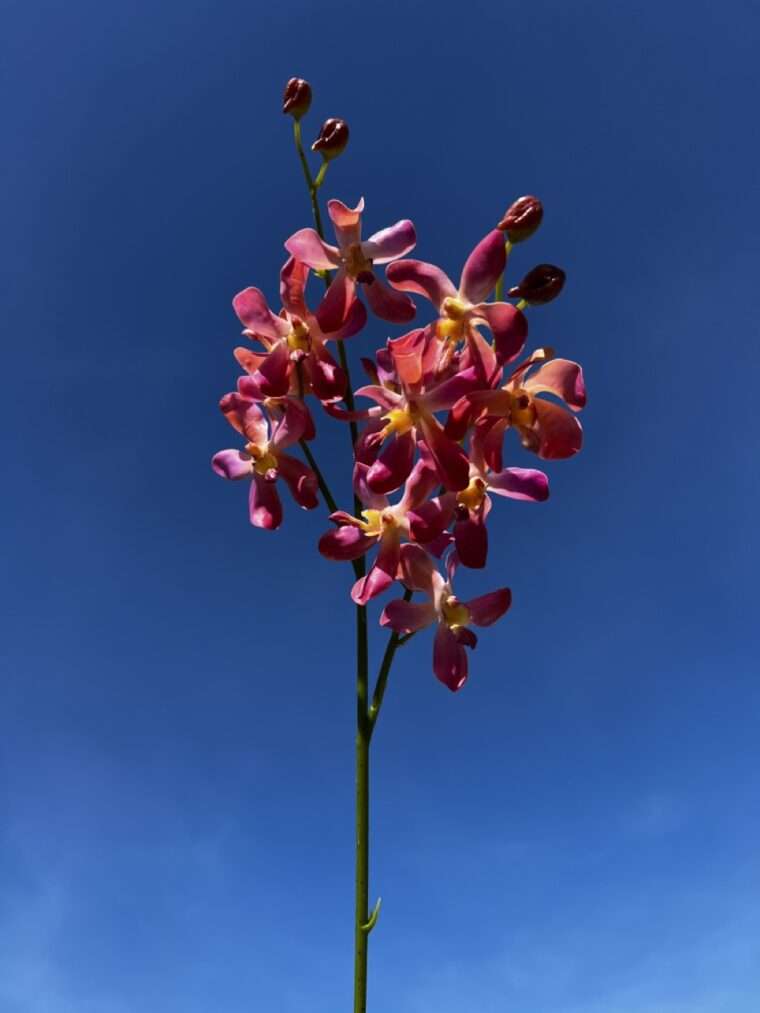 ORCHI VANDA LAMELLATA fleurs artificielles réalistes bouquets