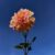 DAHLIA SUNDAY H 61 cm