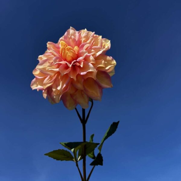 DAHLIA SUNDAY H 61 cm