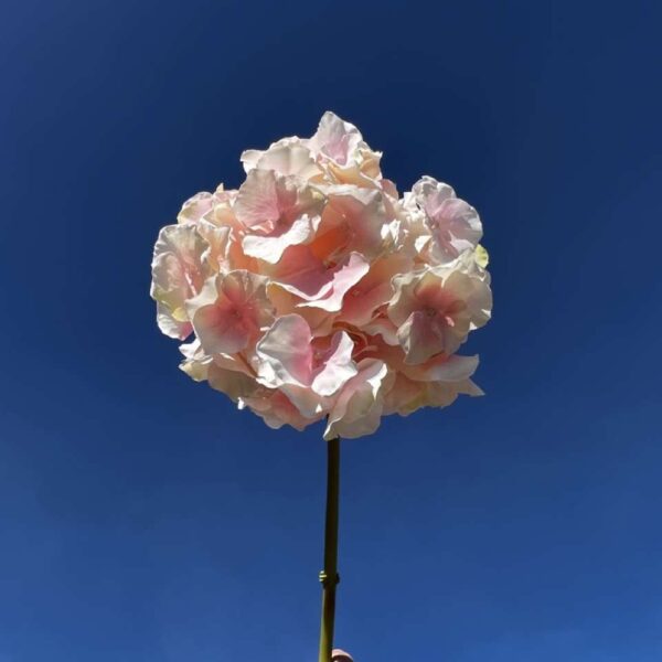 HORTENSIA ALTONA rose H 48 cm