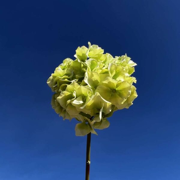 HORTENSIA ALTONA vert clair H 48 cm
