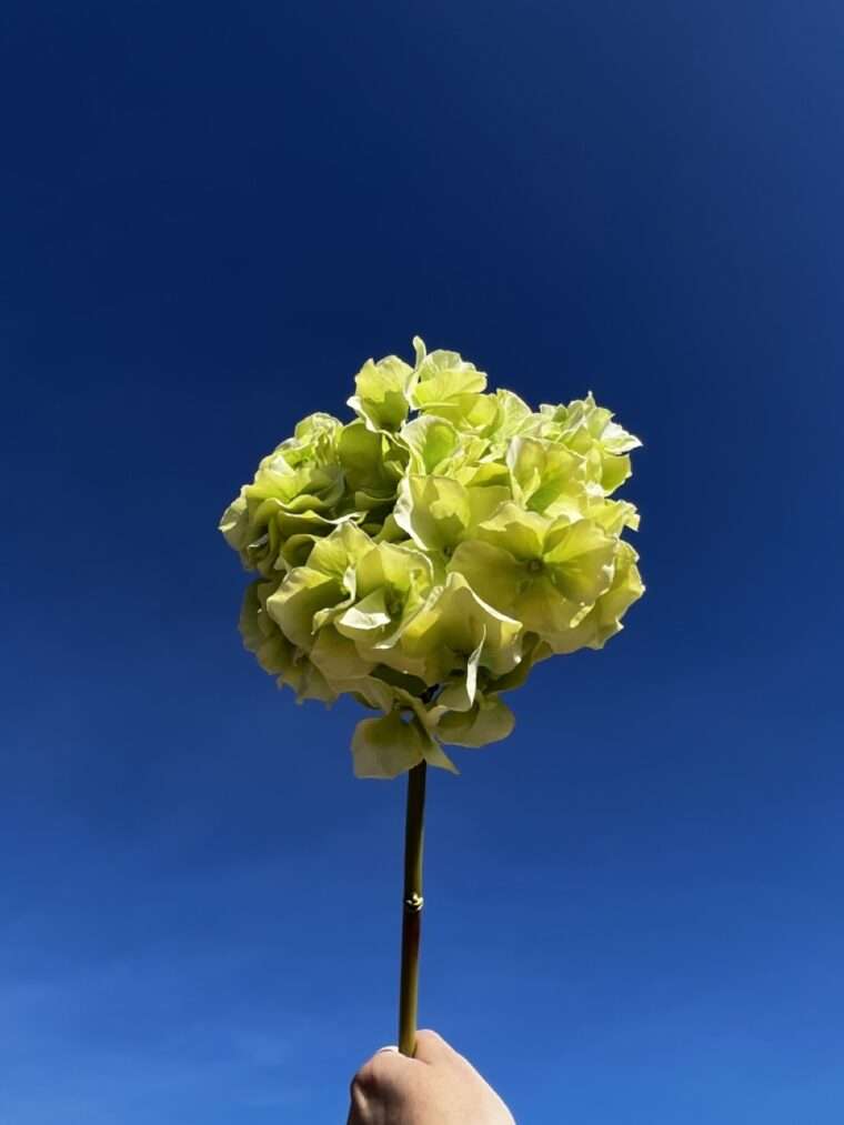 HORTENSIA ALTONA vert fleurs artificielles bouquet