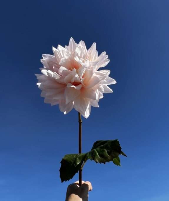 DAHLIA ISLANDER fleurs artificielles