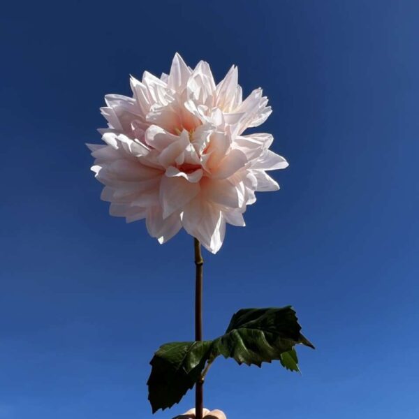DAHLIA ISLANDER crème H 51 cm