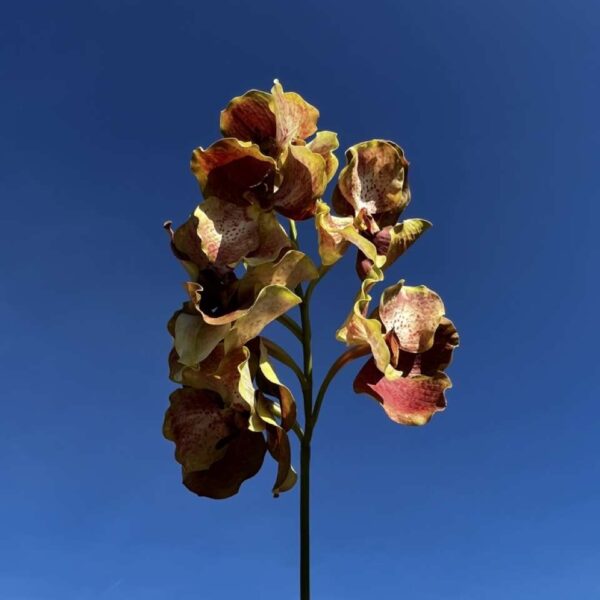 VANDA ROTHSCHIL DIANA jaune H 58 cm