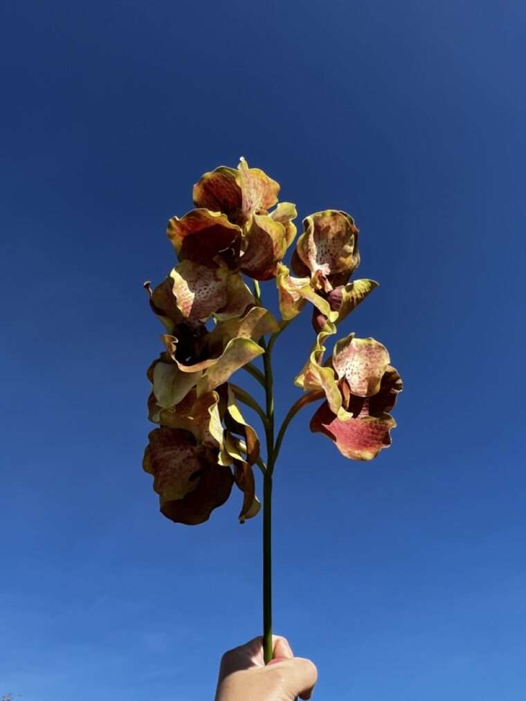 VANDA ROTHSCHIL DIANA fleurs artificielles