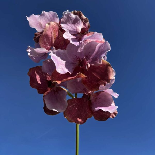 VANDA ROTHSCHIL DIANA mauve H 58 cm