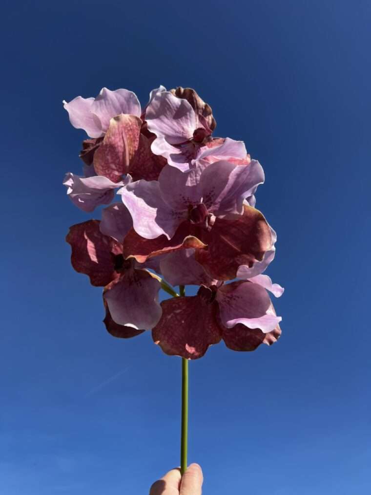 VANDA ROTHSCHIL DIANA fleurs artificielles